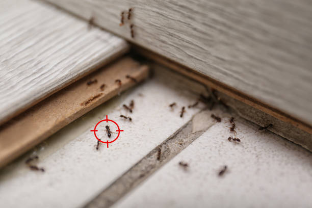 Pest Prevention Services in New Cumberland, WV
